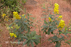 Crotalaria retusa